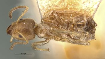 Media type: image;   Entomology 21345 Aspect: habitus dorsal view